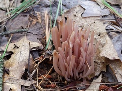Clavaria rubicundula