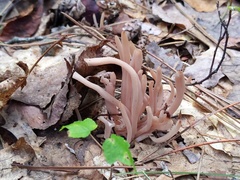 Clavaria rubicundula