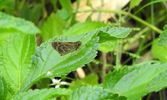 Vehilius stictomenes