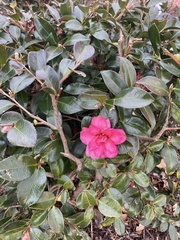 Camellia