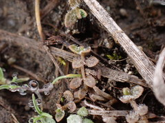 Veronica lilliputiana