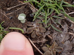 Myosotis brevis