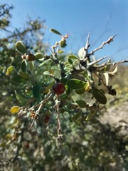 Condalia correllii