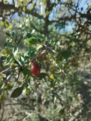 Condalia correllii