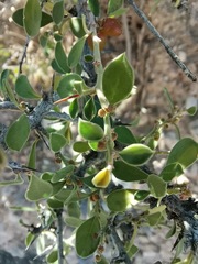 Condalia correllii