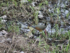 Aramides albiventris