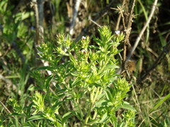 Stevia aristata