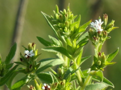Stevia aristata