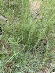 Distichlis distichophylla