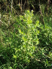 Stevia aristata
