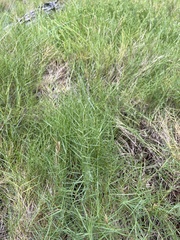 Distichlis distichophylla