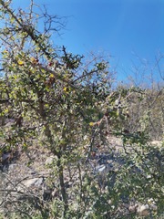 Condalia correllii