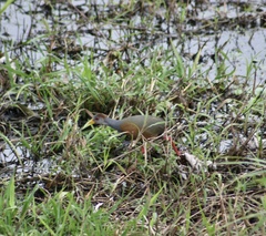 Aramides albiventris