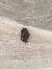 Myotis grisescens