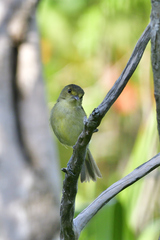 Vireo pallens