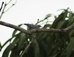 Mniotilta varia