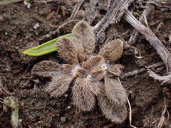 Myosotis brevis