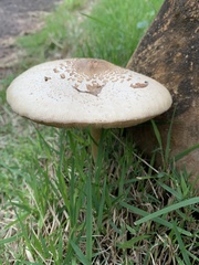 Fungi