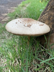 Fungi