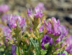 Astragalus iodanthus