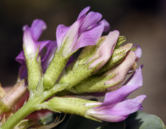 Astragalus iodanthus