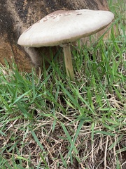 Fungi