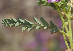 Astragalus iodanthus