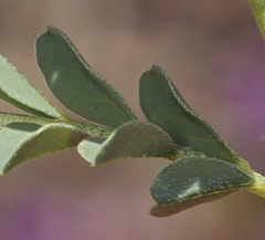 Astragalus iodanthus