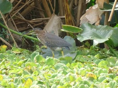 Butorides virescens image