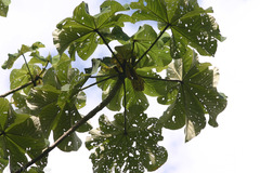 Cecropia longipes image