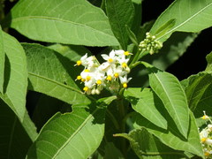 Solanum argentinum