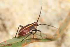 Capsodes
