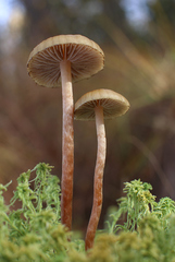 Phaeonematoloma myosotis