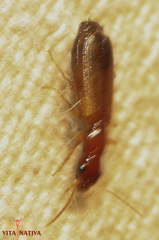 Paradromius