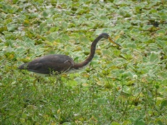 Egretta tricolor image
