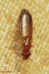 Paradromius