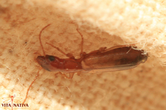 Paradromius
