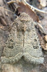 Protorthodes melanopis