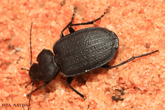 Licinus