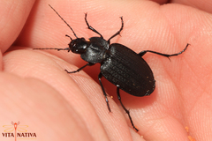 Licinus