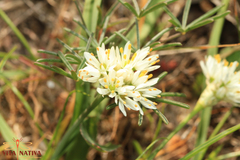 Allium subvillosum
