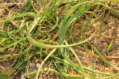 Allium subvillosum