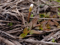 Epilobium angustum
