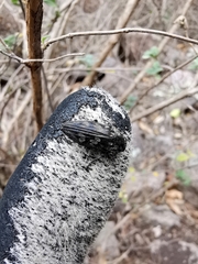 Chrysobothris acutipennis