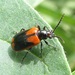 Escarabajo de Las Hojas - Photo no hay derechos reservados, uploaded by Ken Kneidel