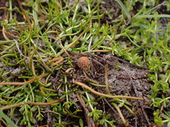 Ranunculus limosella