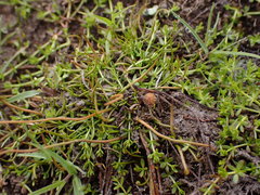 Ranunculus limosella