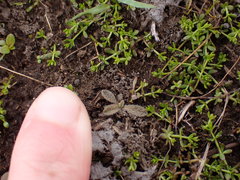 Myosotis brevis