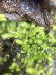 Claopodium bolanderi