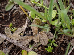 Myosotis brevis